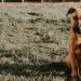 a-dog-park