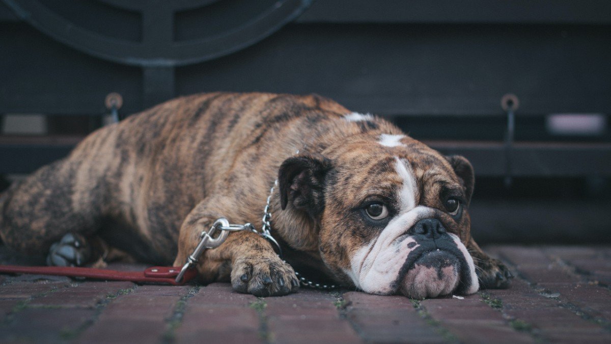 Dogs mourn loss of canine companions, study suggests