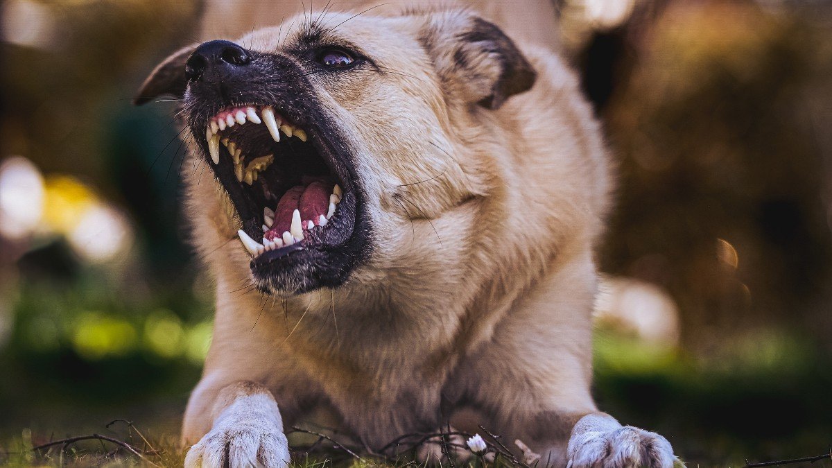 Trainer sees increasing numbers of aggressive dogs