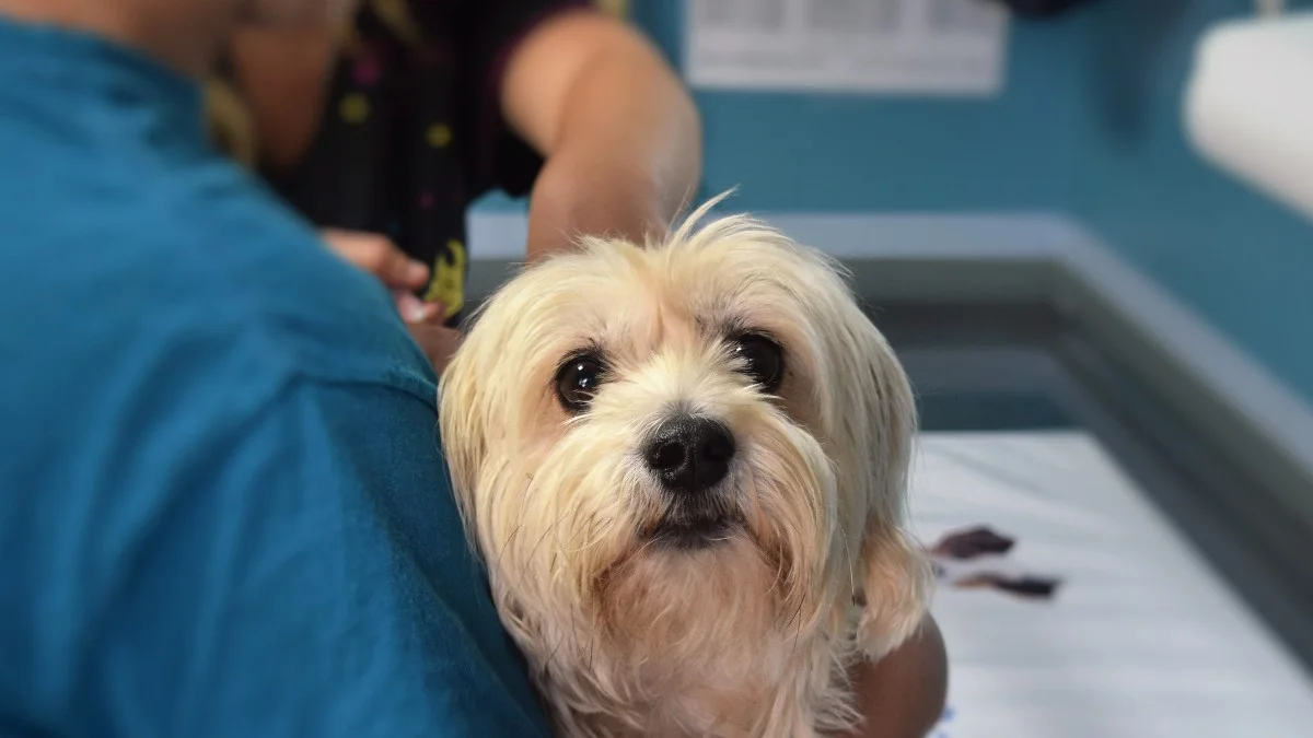 a dog at the vets