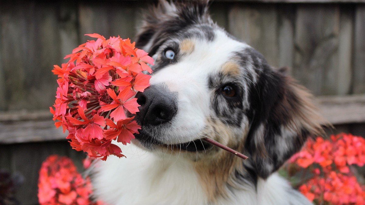 Dogs included in Guide to Potentially Harmful Plants for first time