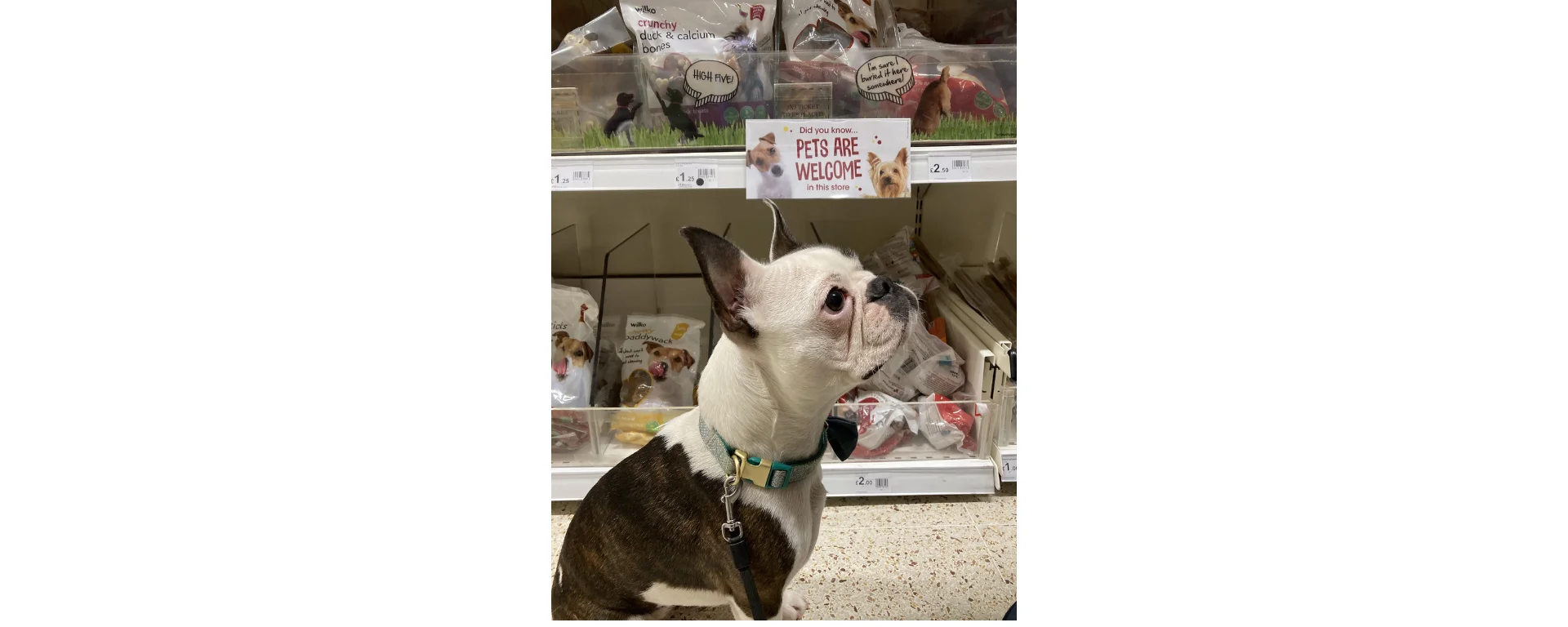 Dog at wilko