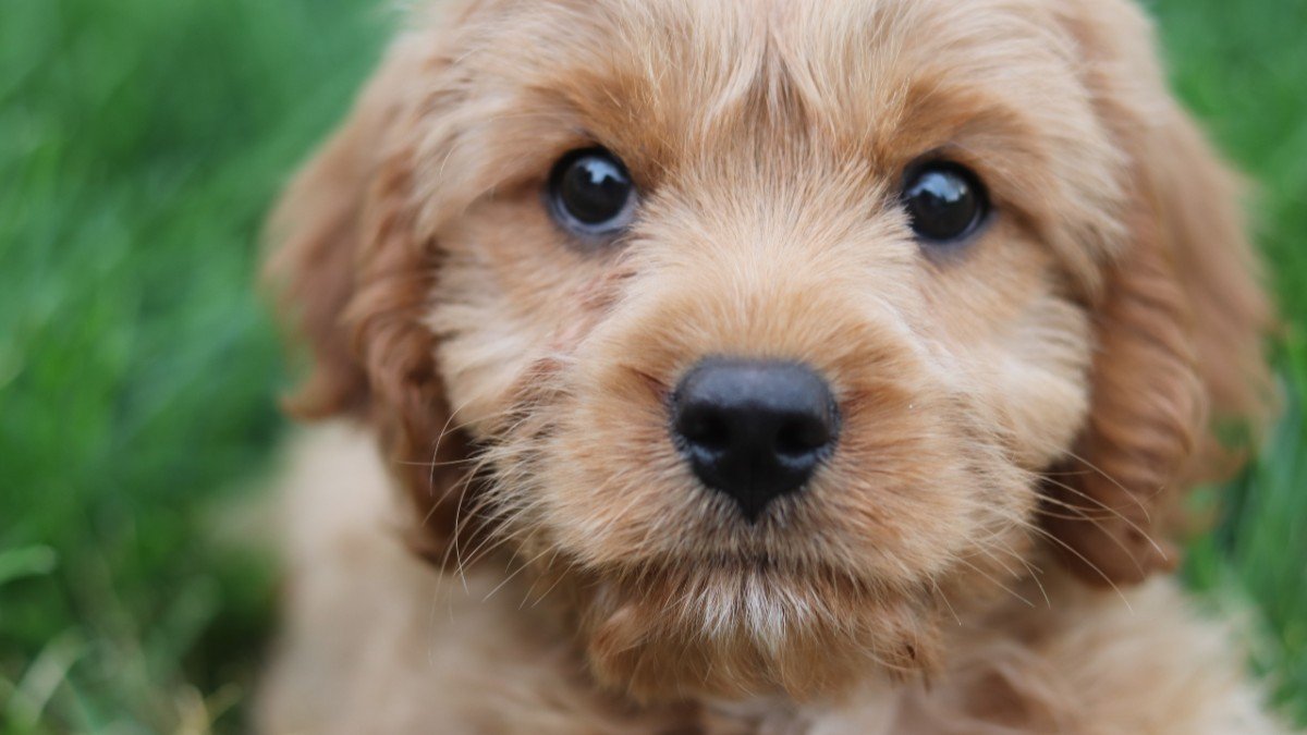 Pandemic puppies will need 'enhanced support', report finds