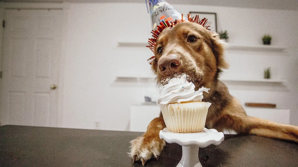 Two-thirds of dog owners mark their pets’ birthdays