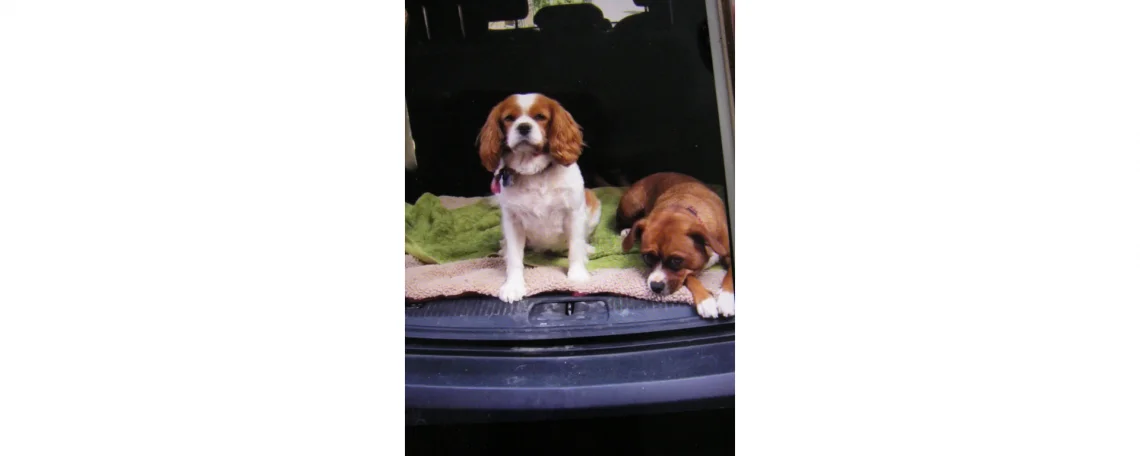 dogs in boot of car