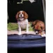 dogs in boot of car