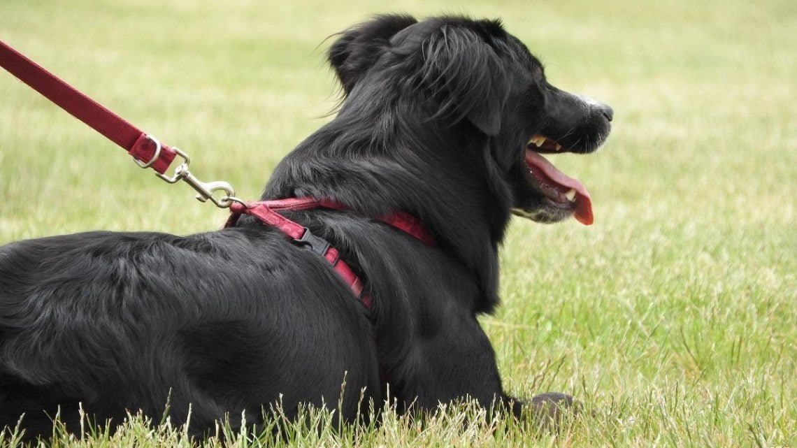 dog on lead