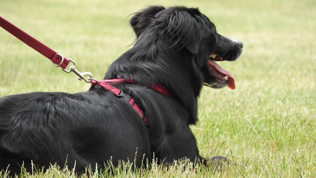 Warrington Borough Council consults on dog control measures