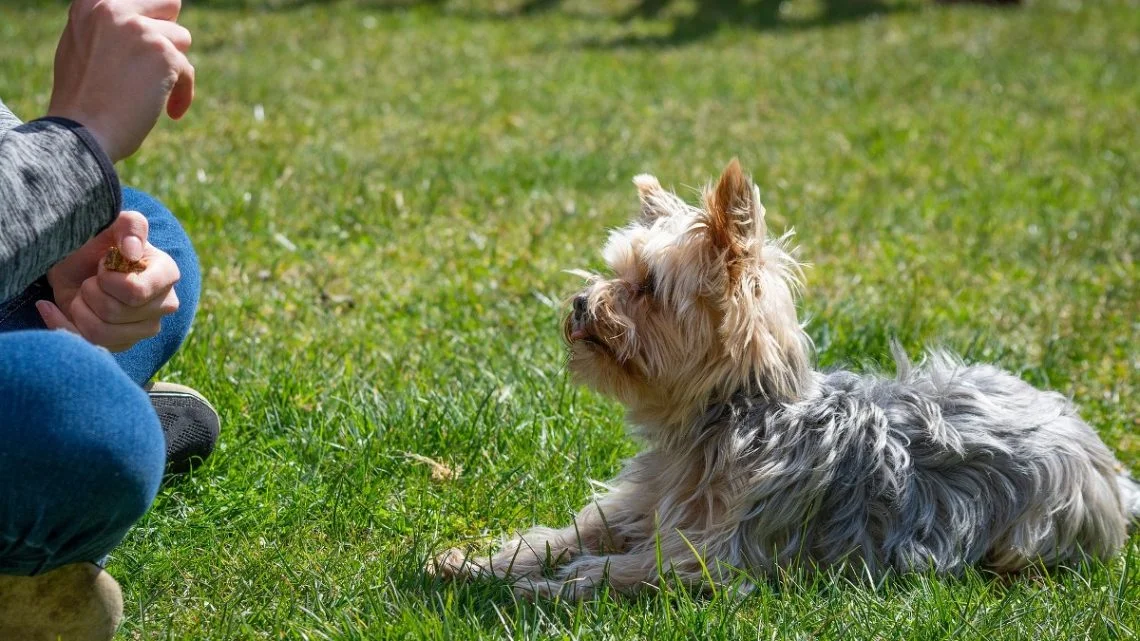 image of a dog trainer with dog