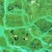 blue-green algae