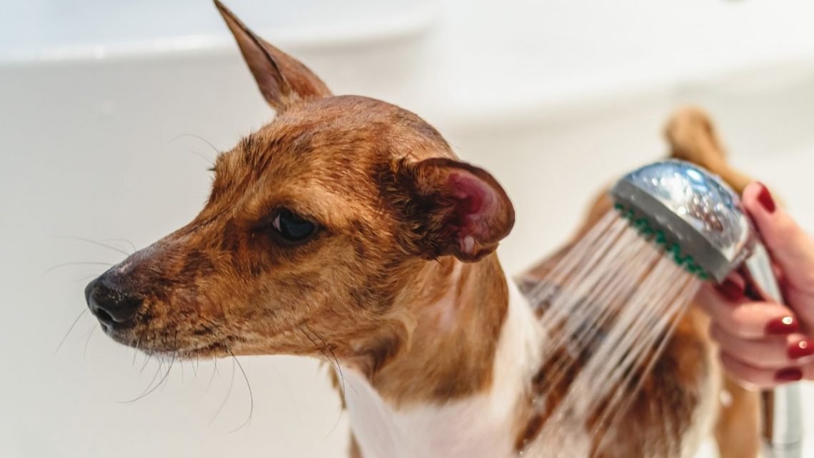 image of dog being washed