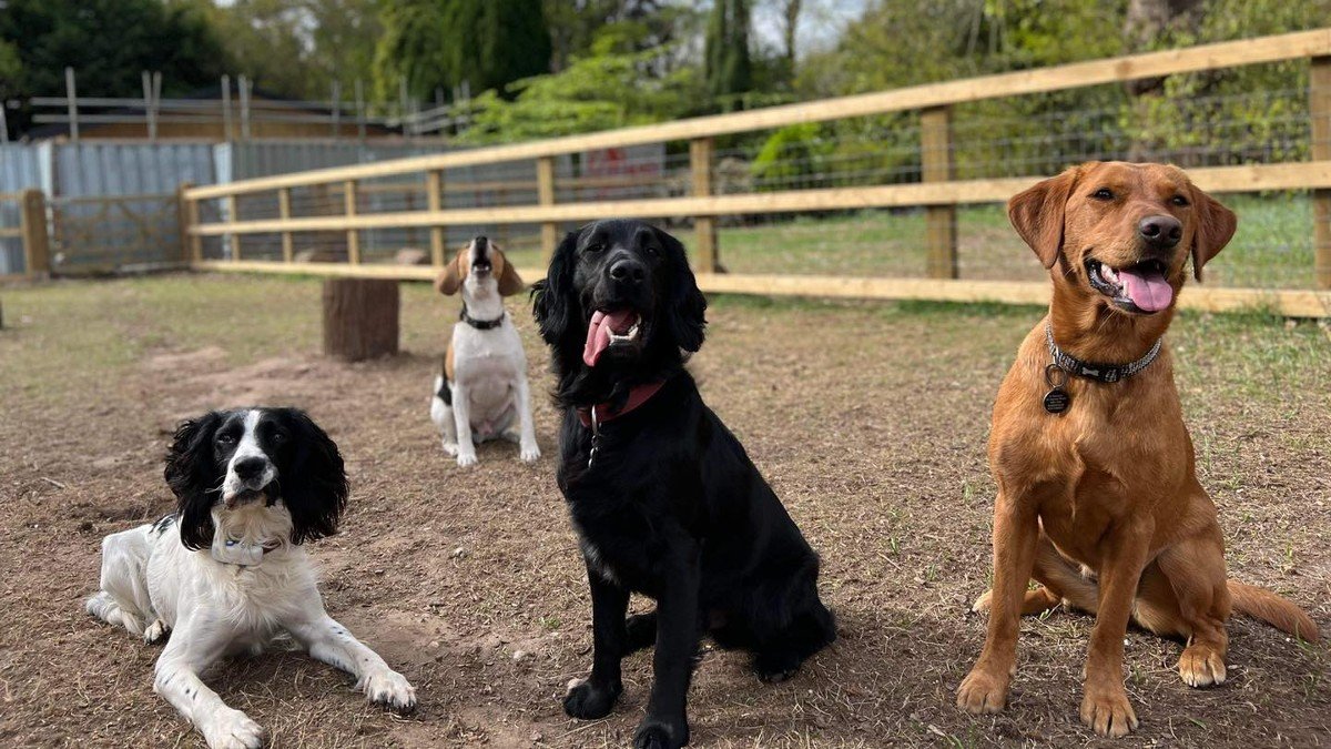 Norwich doggy daycare firm expands