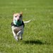 dog running on grass