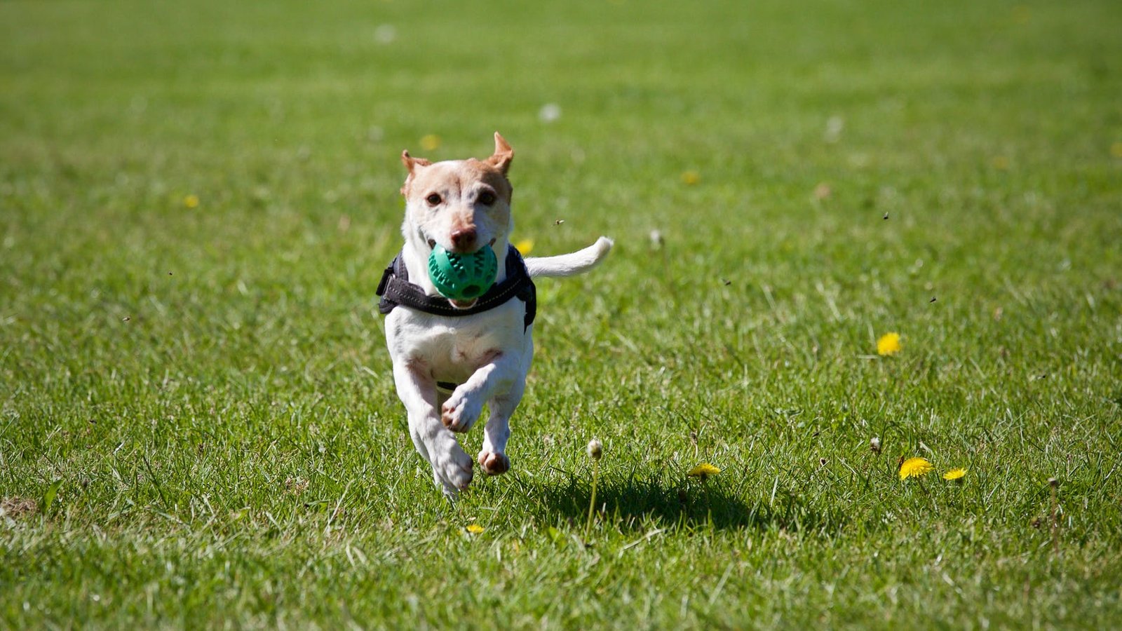 Second dog exercise field to open in Norfolk village