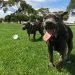 dogs in a field