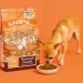 dog eating kibble