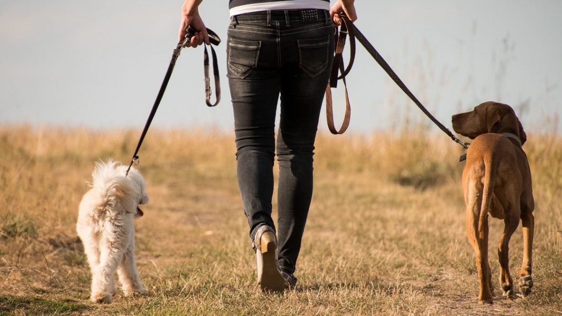 a dog walker with two dogs