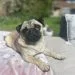 a pug