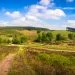 field