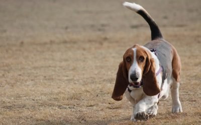Hemyock dog owners petition against ‘unfair’ park ban