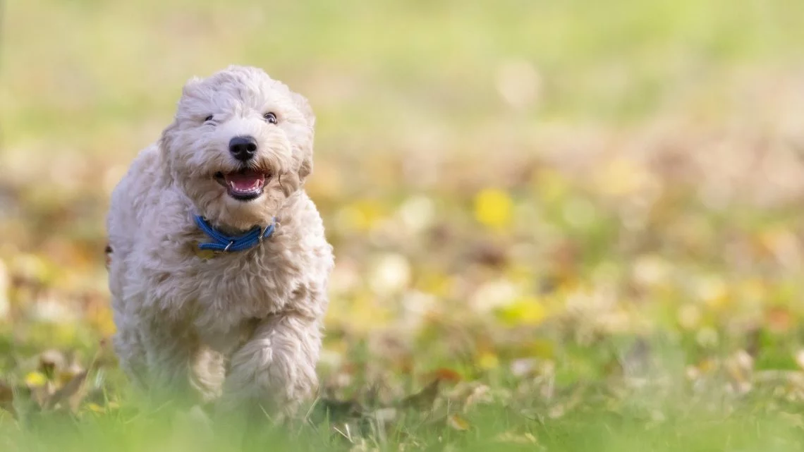 dog running in field