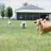 dogs playing