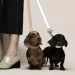 dogs on lead