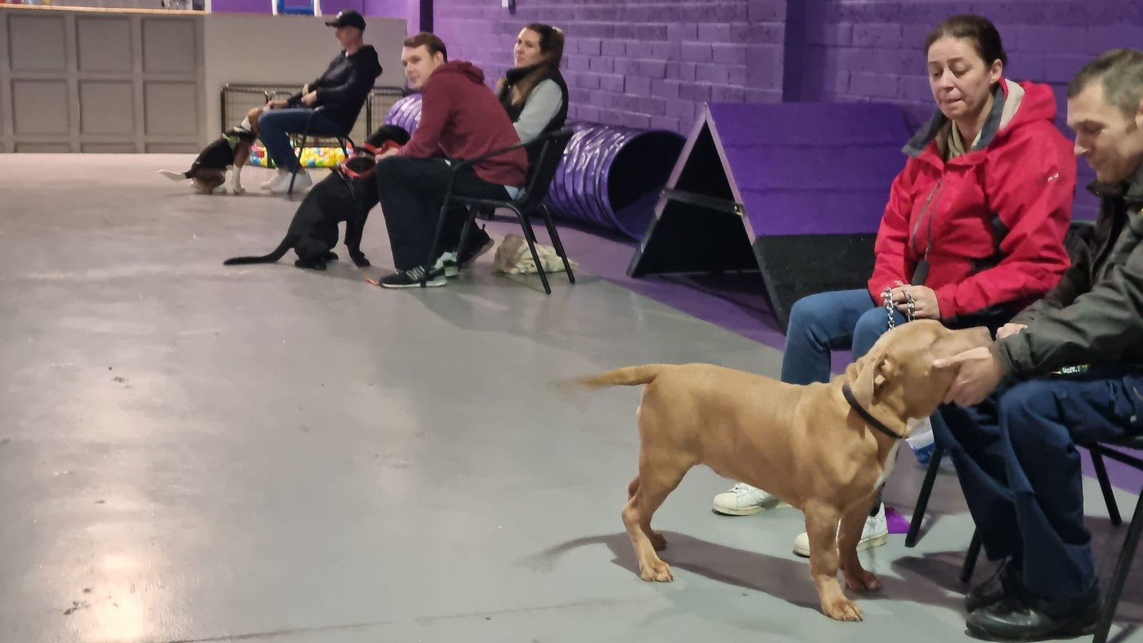 Paw Haus teams up with Cerberus Dog Training