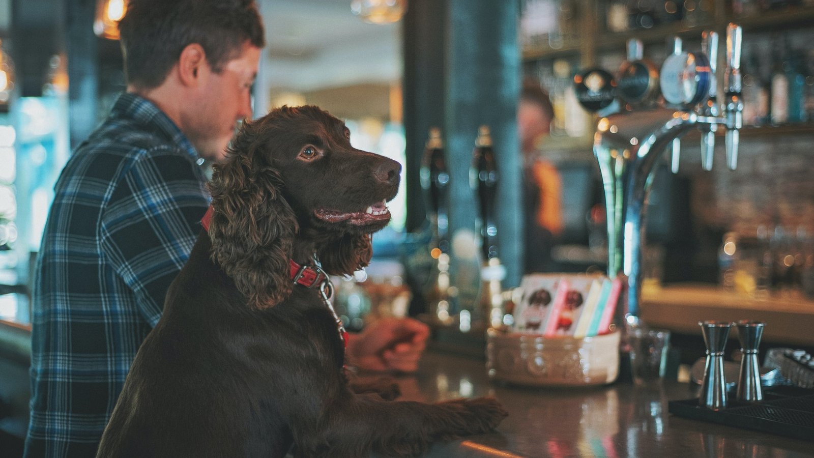 Firm launches world's first dog-friendly stag and hen dos