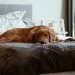 a dog on a bed