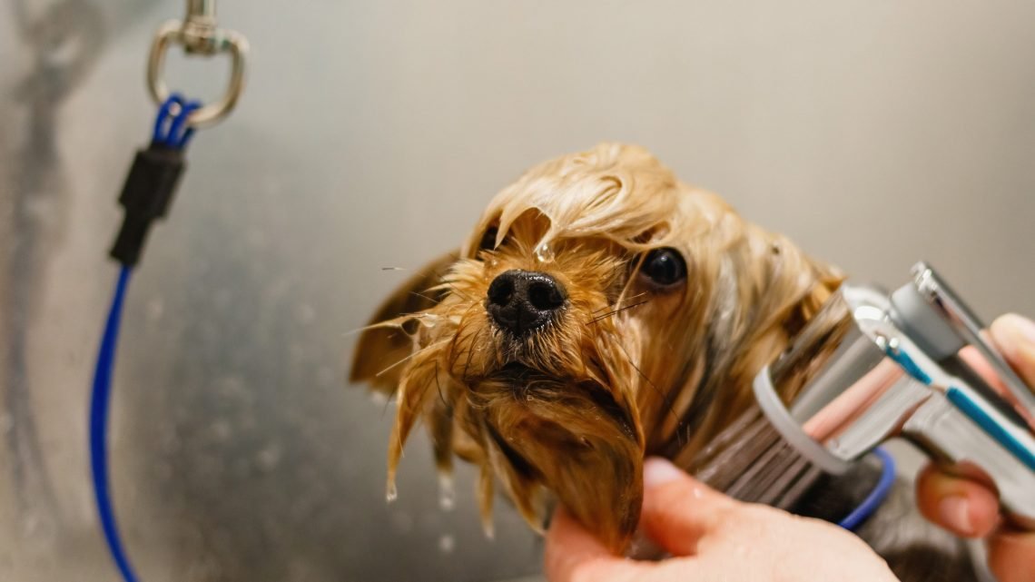 dog being washed