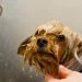 dog being washed