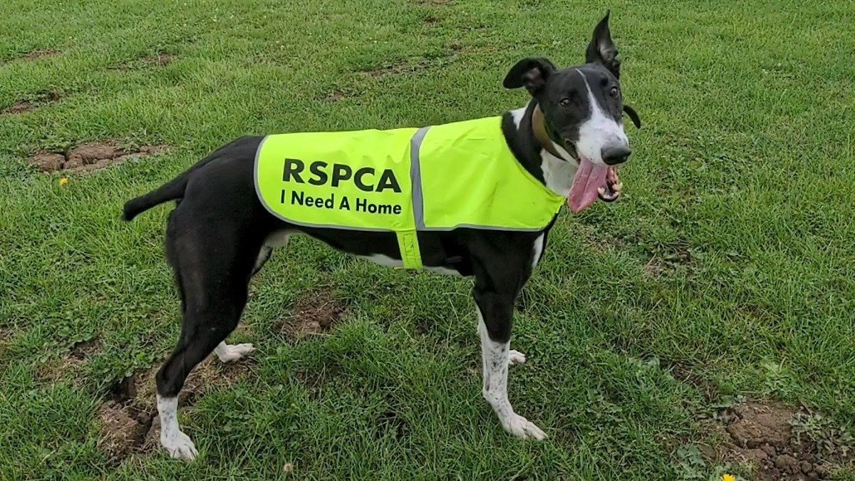 More animals coming into rescue as rehoming slows, RSPCA reveals