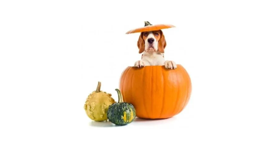 dog in pumpkin