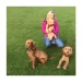 woman with three cocker spaniels