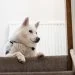 Husky on top of stairs