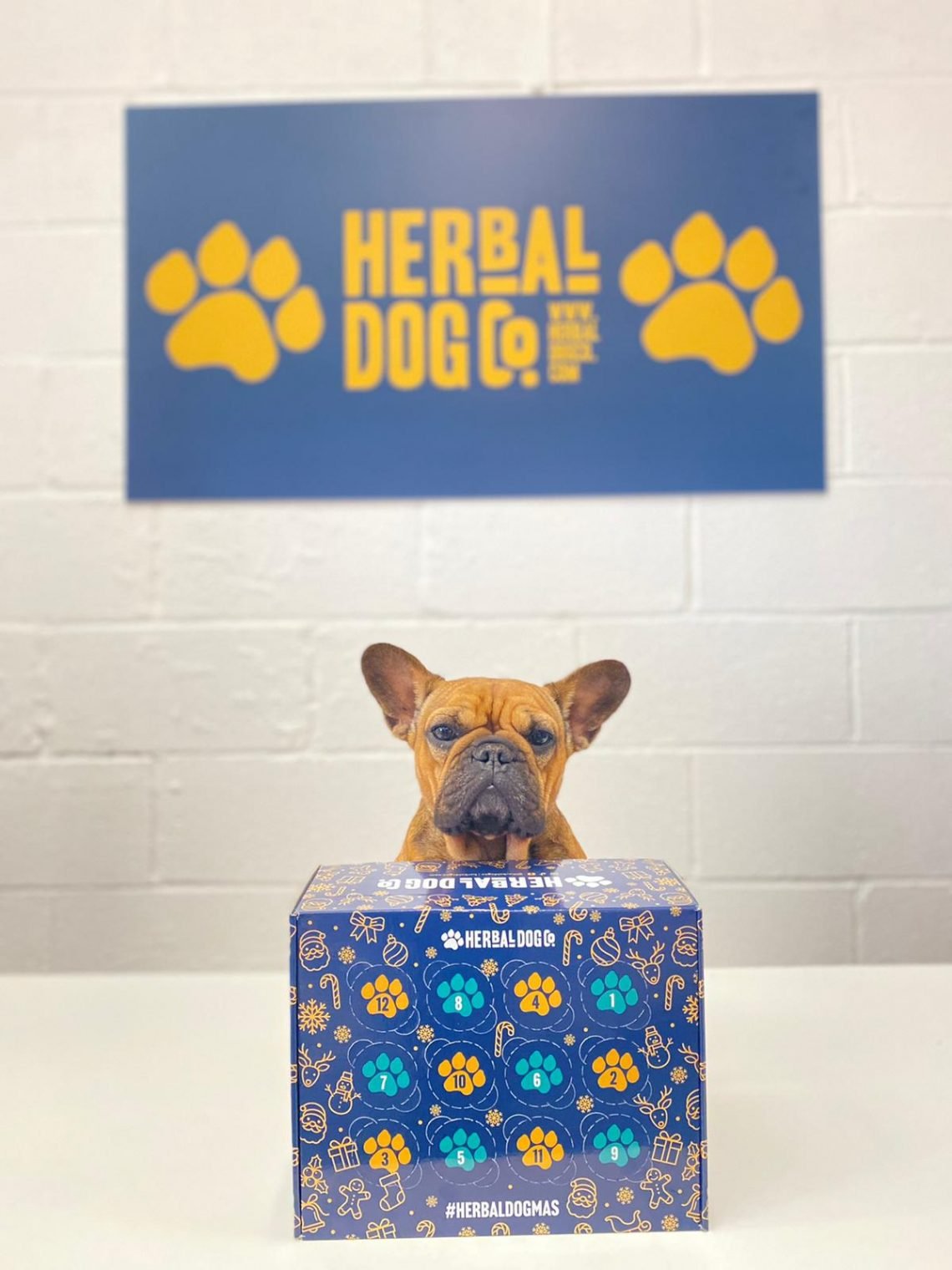 dog with Advent calendar