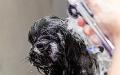 Self-service dog wash set to open in Hove