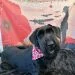 doggy in poppy bandana and Lest We Forget background