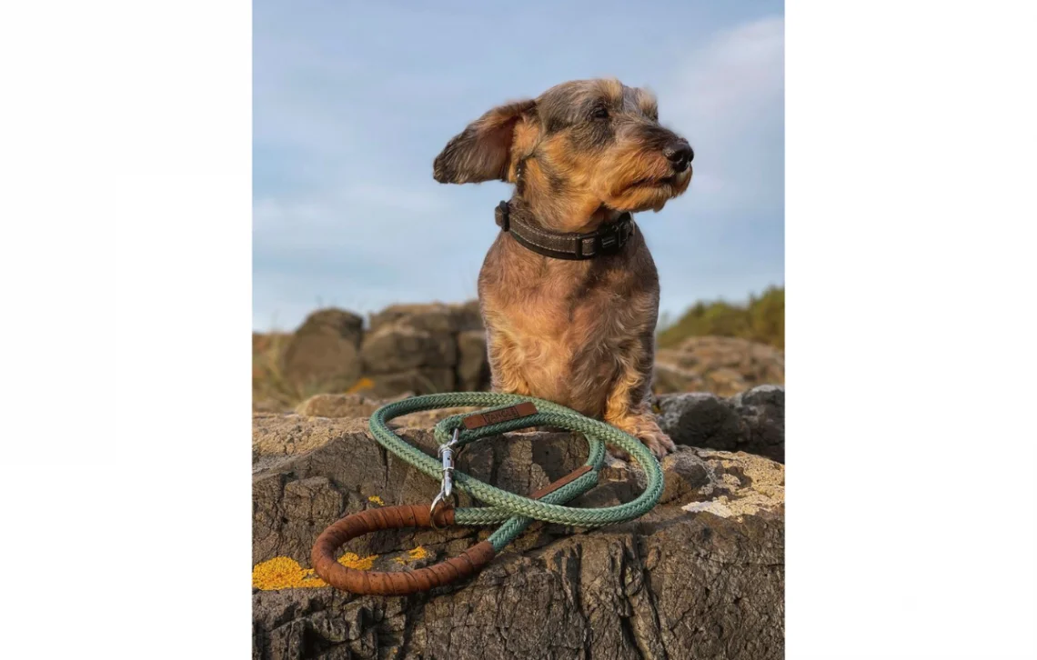 dog with lead