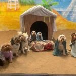 Manchester doggy daycare's nativity photo hits headlines