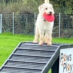Devon welcomes new dog park
