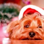 Owners set to treat pets this Christmas