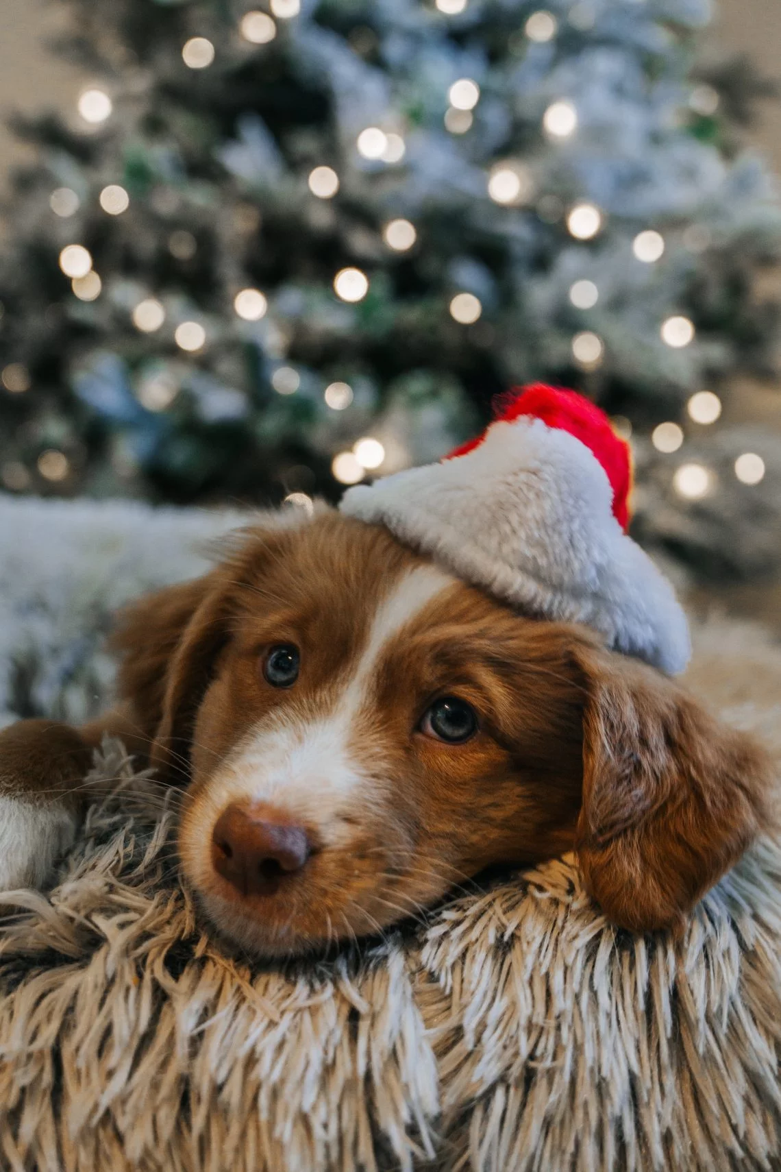 dog with christmas hat on sofa