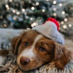 Brits prioritise dogs ahead of people for Christmas gifts, research finds