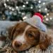 dog with christmas hat on sofa