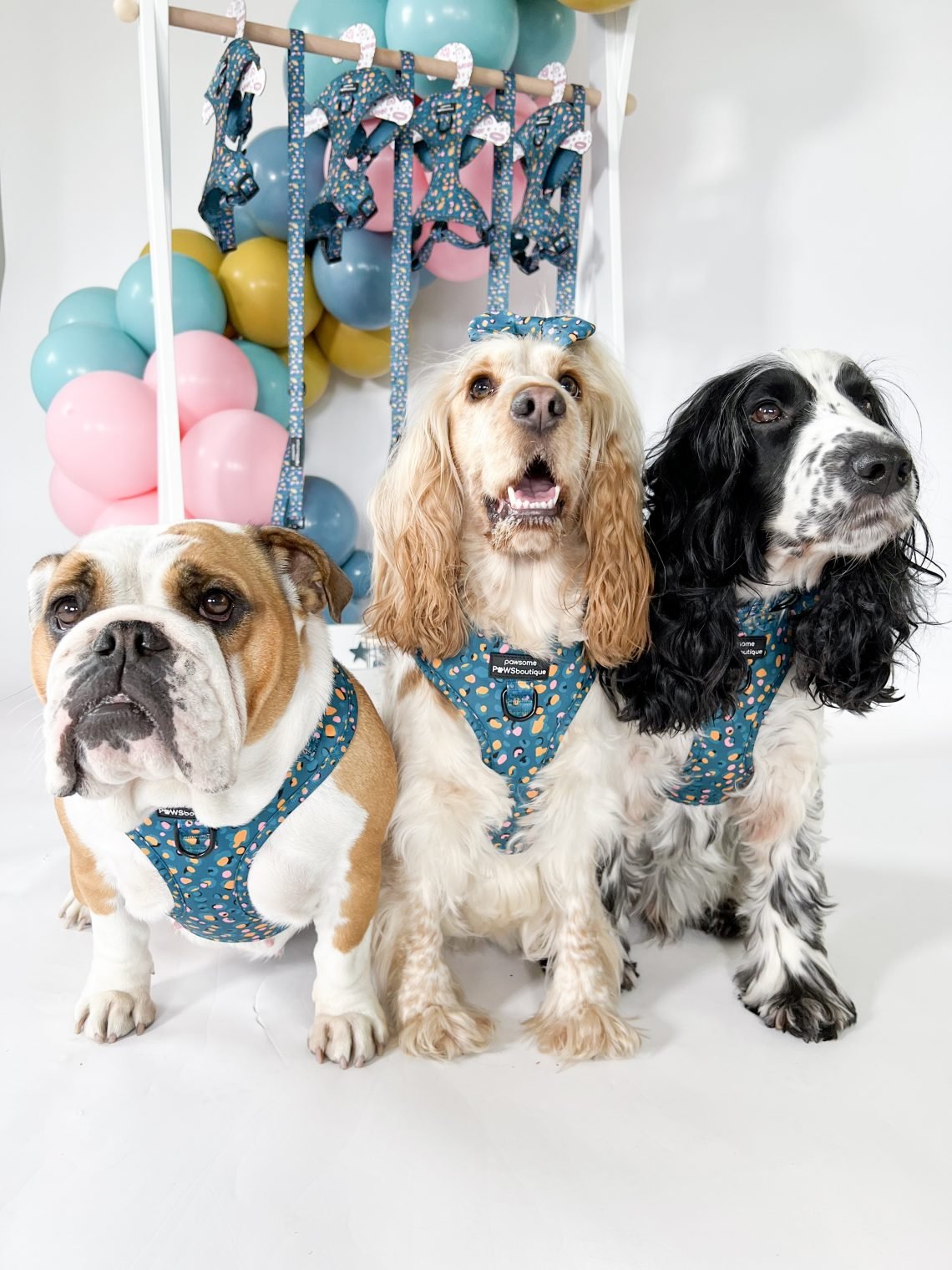 Three dogs posing with baloons and accessories