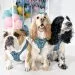 Three dogs posing with baloons and accessories