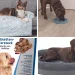 A collage of the new items, including pillows, beds, slow feeders and a pack of pill pockets