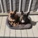 Two french bulldogs on a bed